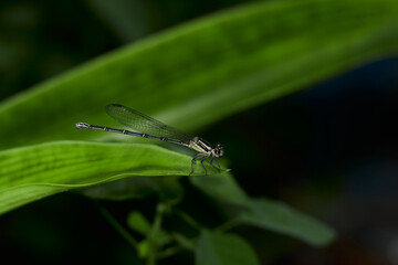 Dragonfly on a green leaf