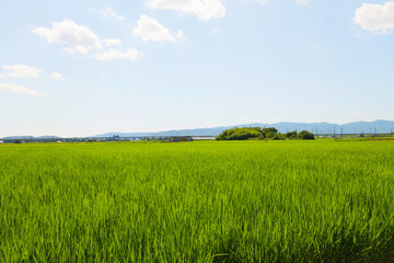 Agriculture green rice field under blue sky