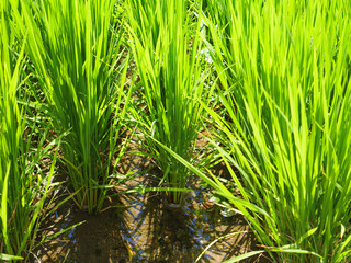 Obraz premium Summer rice field with ears of rice growing