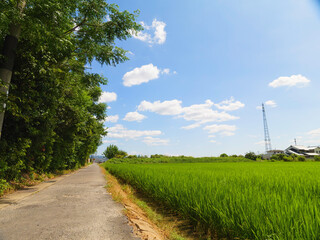 Agriculture green rice field under blue sky