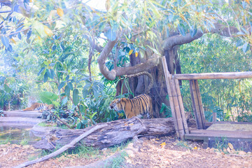 森の中を自由に動き回るトラたち