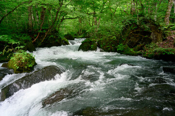 Obraz premium 奥入瀬渓流