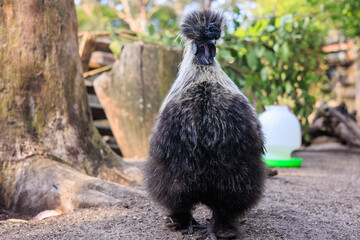 ふわふわの身体・ウコッケイの散歩の様子