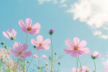 Closeup of pink Cosmos flower with blue sky under sunlight with copy space background natural green plants landscape, ecology wallpaper cover page concept, ai