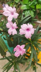 pink flowers in the garden