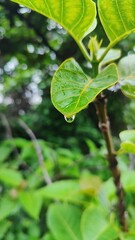 green leaves on the tree