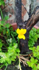 flower in the forest