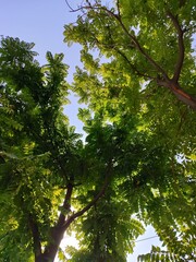 trees in the forest