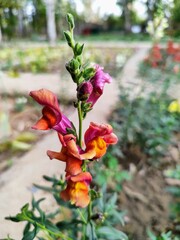 red and white flower