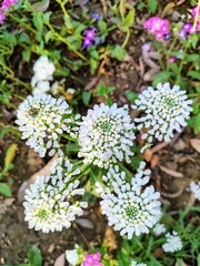 flowers in the forest