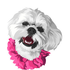 shih tzu dog