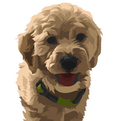 american cocker spaniel