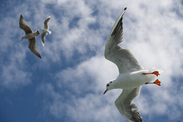 Majestic seagulls soaring against a vibrant blue sky with scattered clouds