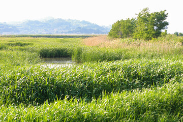tranquil landscape of the meadow with yellow reeds and green grass