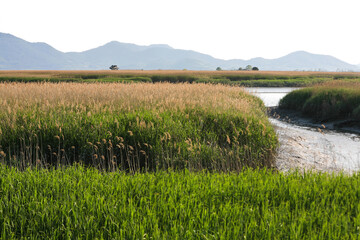 tranquil landscape of the meadow with yellow reeds and green grass