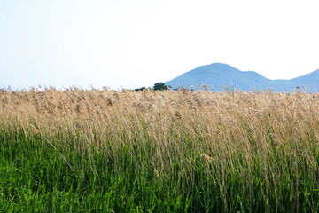 View of the yellow reeds in the green grass field