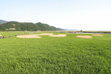 Obraz premium View of the reed field in spring