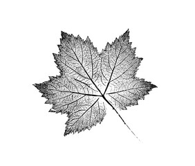 Black and white leaf print stamp of botanical illustration. Plain leaf sketched art on plain white background.