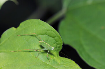 未成熟のヒメクダマキモドキの幼虫（自然光+ストロボ・マクロ接写）