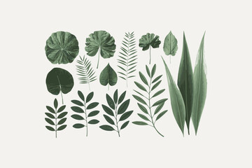 set of nature-themed vector illustrations focusing on various types of leaves on a white background