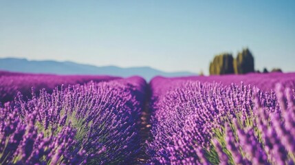 Naklejka premium Vast field of lavender in full bloom, rows of purple flowers stretching into the distance under a clear blue sky -
