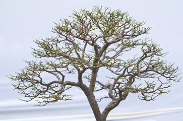 Bonsai tree Isolated on white background.