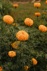 Yellow beautiful flowers close-up