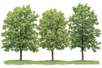 Obraz premium Three green trees showcasing foliage diversity and nature
