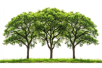 Obraz premium Three lush green trees isolated on white background, symbolizing nature and environmental beauty
