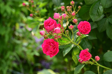 赤いツルバラ　キング