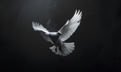 Obraz premium dove flying on black background. 