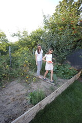 Fototapeta premium Mother and daughter collecting tomatoes in the garden