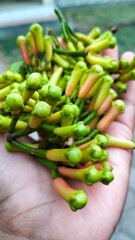green clove in hand