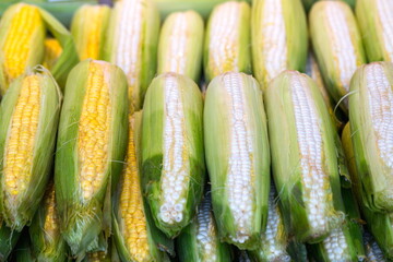 Fresh Corn Cobs 