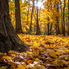 Fototapeta premium 3. Fallen maple leaves covering ground, vibrant yellow foliage, tree trunk in foreground, soft focus background, warm autumn colors, golden sunlight filtering through trees, autumn forest scene,