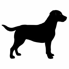 Dog Silhouette svg, Digital Download, Dog Silhouette svg bundle,Dog Silhouette png,Dog Breed Silhouettes, Dog Breed SVG