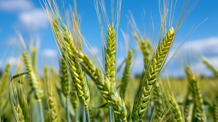Green triticale ears against sky. Agricultural scene with unripe grains.
