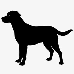 Dog Silhouette svg, Digital Download, Dog Silhouette svg bundle,Dog Silhouette png,Dog Breed Silhouettes, Dog Breed SVG