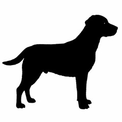 Dog Silhouette svg, Digital Download, Dog Silhouette svg bundle,Dog Silhouette png,Dog Breed Silhouettes, Dog Breed SVG