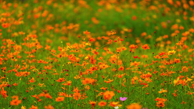Beautiful Gesang flowers in summer, full of the natural background of dreamy artistic conception