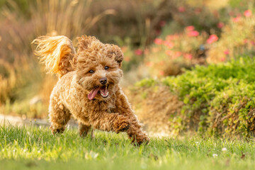 A cute havapoo dog having fun running across a meadow in a garden in summer outdoors