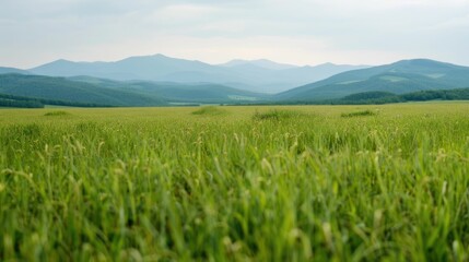 Fototapeta premium Peaceful meadow with lush green grass and a blurred serene atmosphere visualized during a guided meditation session for mental escape relaxation and mindfulness