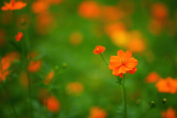 Beautiful Gesang flowers in summer, full of the natural background of dreamy artistic conception
