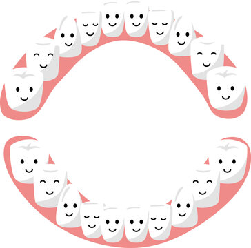 Vector Illustration of Baby Tooth Chart