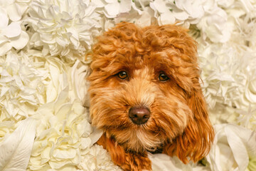 A cute havapoo dog in front of a colorful flower background