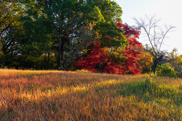 日本の風景・秋　埼玉県　紅葉の狭山湖・狭山自然公園