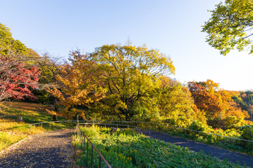 日本の風景・秋　埼玉県　紅葉の狭山湖・狭山自然公園