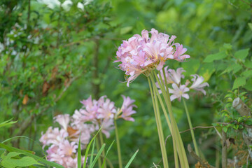 一斉に咲き始めたナツズイセン