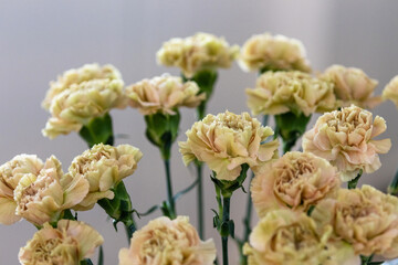 Drip coffee is a brewing method where hot water is poured over ground coffee, allowing it to drip slowly through a filter into a vessel below. The process extracts the coffee's flavors and aromas