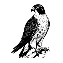 Fototapeta premium Peregrine falcon silhouette line art outline on white background